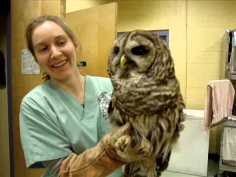 Barred Owl Eats a Mouse...YUM! - Exotic Pet Vet Uncut