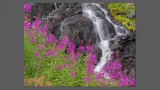 Early Everlasting by Kris Delmhorst