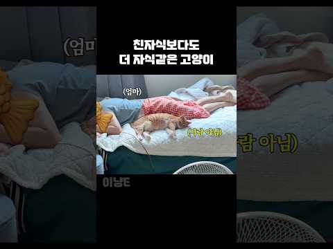 친자식보다도 더 자식같은 고양이