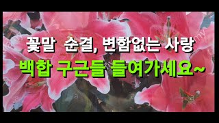 심는법과 입고된 색상 알아봐요 #양재동꽃시장 #백합 #꽃말 # 백합구근