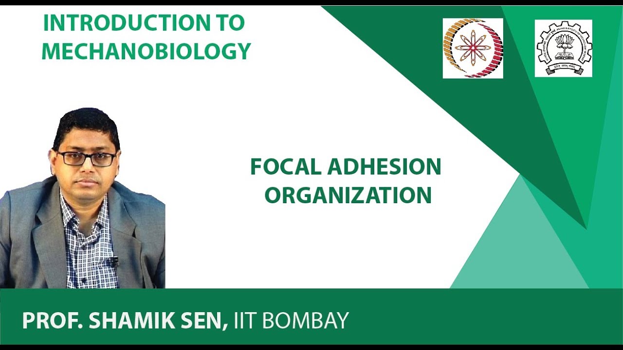 Focal Adhesion Organization