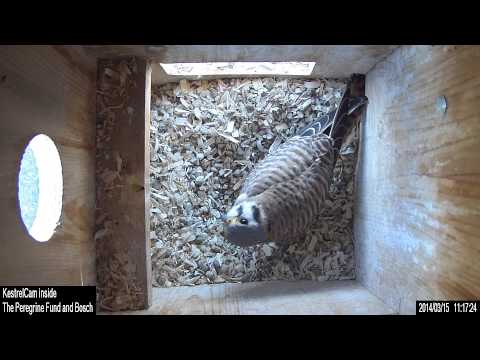 Early March 2014 kestrel nest inside camera clips