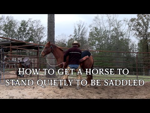 How to Get a Horse to Stand Quietly to be Saddled Preview