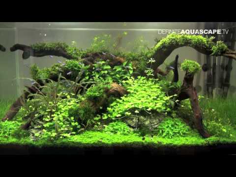 Aquascaping - Planted Aquarium at Tropica's booth, Heimtiermesse 2013, Hannover