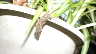 Curtis Counce - Stranger in Paradise