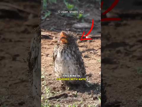 Birds Bizarre Anting Behavior