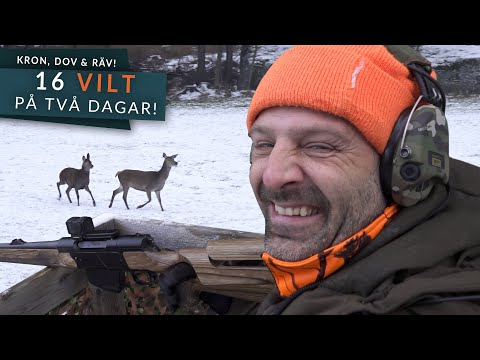 Årets bästa drevjakt - 16 vilt för Danne & Jompen