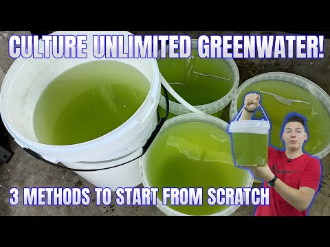 How to Culture Unlimited Green Water from Scratch!