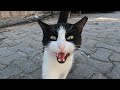 Tuxedo Cat Started To Meow Very Loudly When She Saw Me