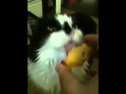 Cat loves eating peaches - YouTube