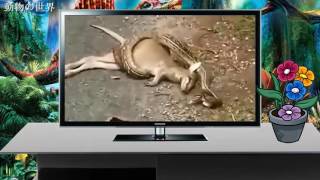 李榮浩 Ronghao Li - 野生動物 Wild Animals (Official 高畫質 HD 官方完整版 MV)