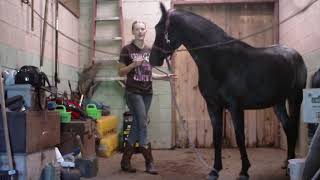 Feet cleaning and saddling Juniper 9-16-18