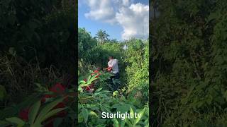 Download lagu #music #reggae #nostalgia #reggaewine #funny #dance #musicgenre #musicstyle mp3 Download lagu #music #reggae #nostalgia #reggaewine #funny #dance #musicgenre #musicstyle mp3