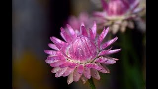 Secret Garden ~ Sometimes When It Rains