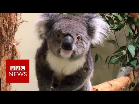 koala-wikipedia-srpski Mp4 3GP Video & Mp3 Download unlimited Videos Download koala-wikipedia-srpski Mp4 3GP Video & Mp3 Download unlimited Videos Download