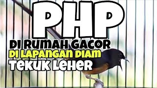 Download lagu Penyebab murai batu di rumah gacor di lapangan diam dan tekuk leher mp3