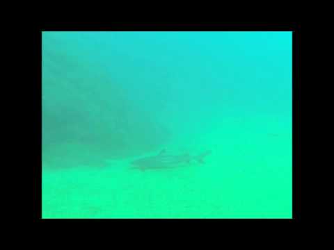Diving with a White Tip Reef Shark at Tunnels, Kauai (7-25-13)