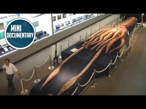 Colossal squid (mini documentary)