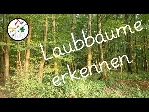 Die wichtigsten Laubbäume 🌳& Begleitpilze 🍄 schnell erkennen und unterscheiden lernen (Deutschland)🍂