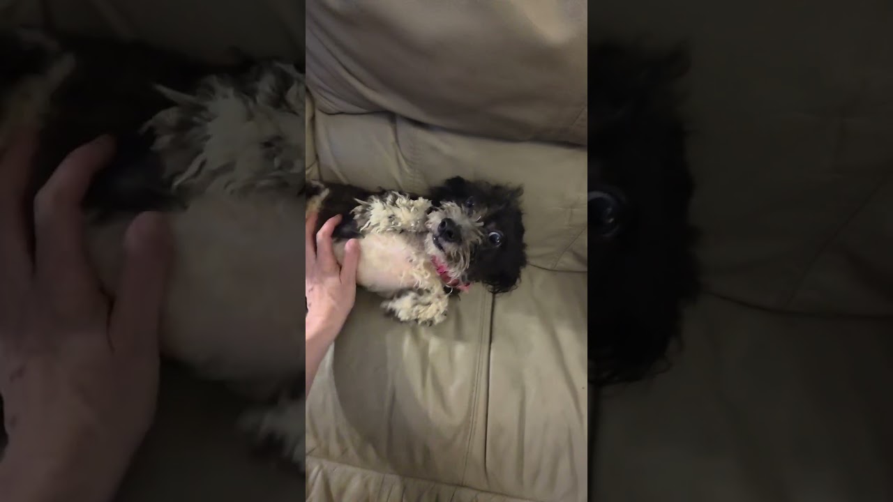 Enlarge Stella, a Adopted mixed breed in NYC, NY video 6/6