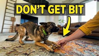 How to Stop Dog Aggression Without Getting Bitten