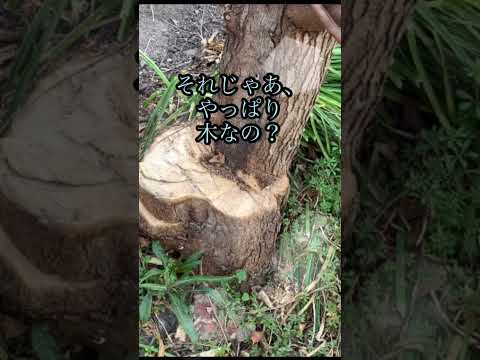 なぜ堆肥に灰を入れるのですか？潜在的な利点とリスク  庭園