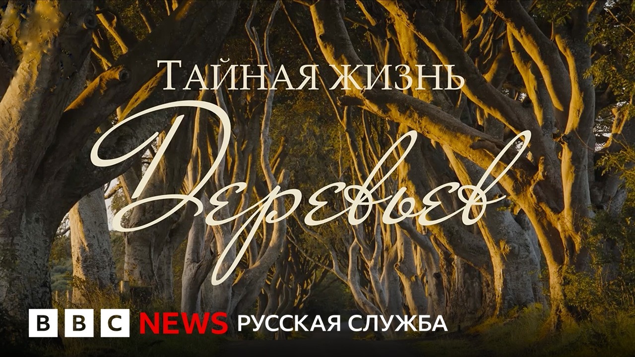 Тайная жизнь деревьев: как они общаются, растут и занимаются сексом | Докумен