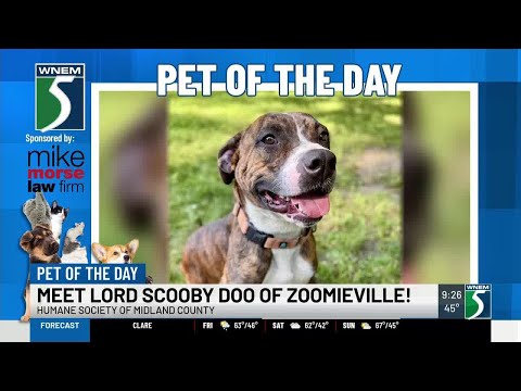 TV5 Pet of the Day: Meet Lord Scooby Doo of Zoomieville! - YouTube