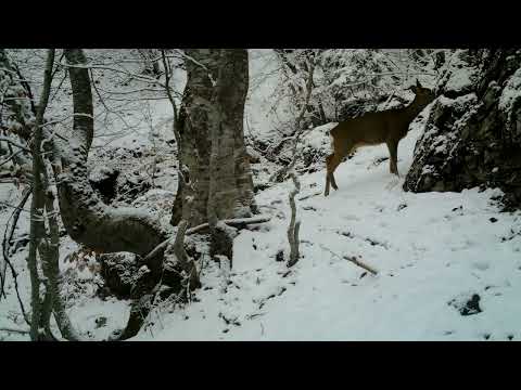 Kaprolli diku ne Malet e Kosoves!