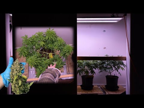 HOW TO GROW CLOSET WEED: TRAINING PLANTS FOR 1 POUND YIELDS (Part 2 of 4)