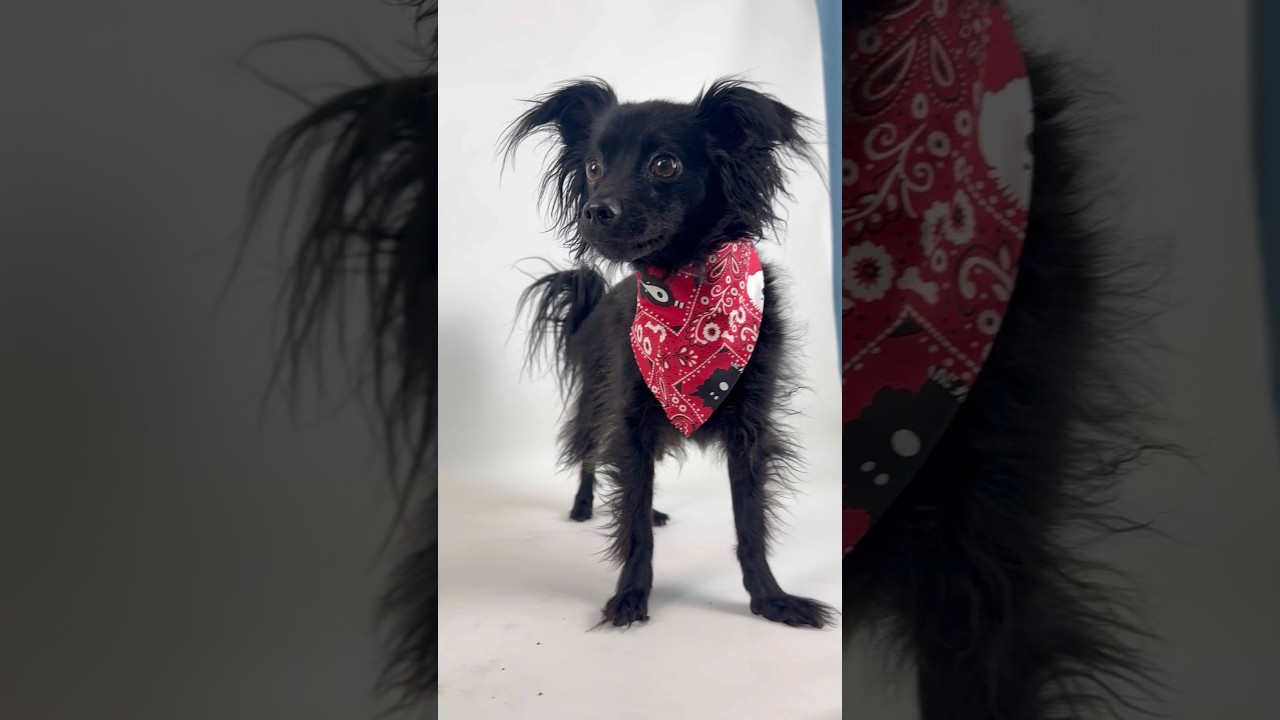 Loki, an adopted mixed breed in PHOENIX, AZ video 2/5