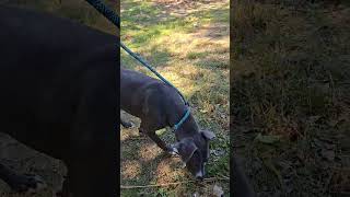 Video preview image #1 Labrador Retriever-Unknown Mix Puppy For Sale in Jackson, MS, USA