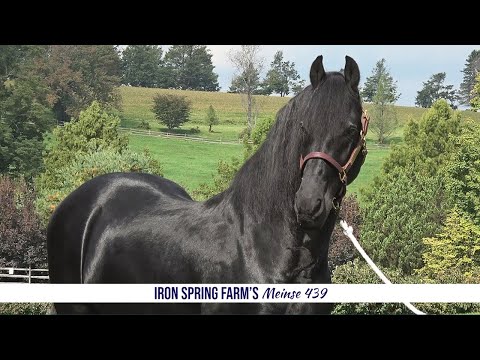 A Day in the Life of Meinse 439 at Iron Spring Farm