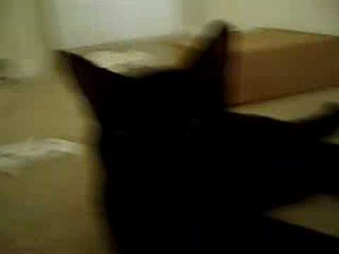 Bobby joe and peggy sue attack!