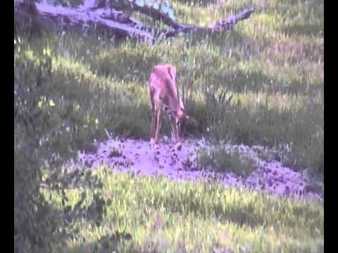 Impala Ewe and Very Young Lamb at Tembe 23 November 2012