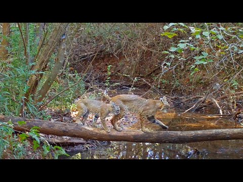 Momma Bobcat and two kittens log crossing #gamecam #trailcam #wildlife #compilation #bobcat
