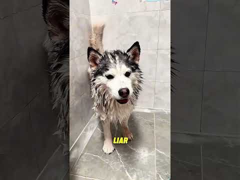 Who’s up late bathing the dog?#Shorts#cat#Cute