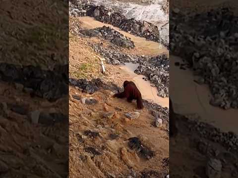 Video Thumbnail: Concern as orangutan seen roaming Indonesia coal site | AFP #shorts
