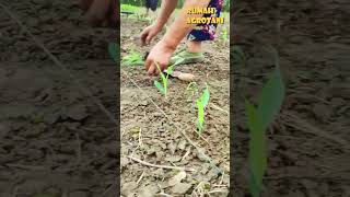 Download lagu Here's How to Plant Corn by Seedling mp3