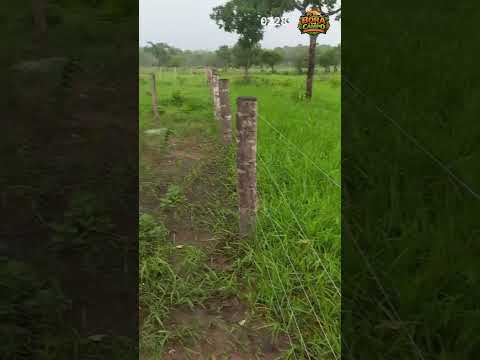 Fazenda à Venda em Alto Boa Vista - Mato Grosso #shorts #fazenda #agronegócio