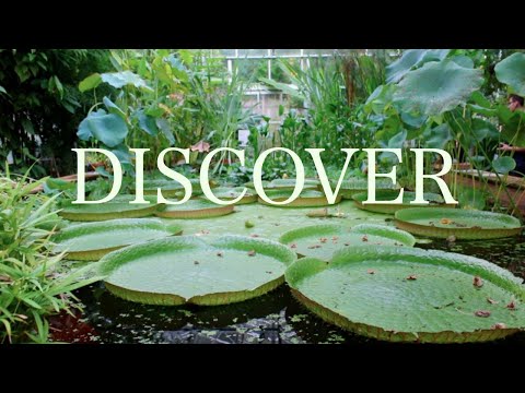 DISCOVER: Bristol Botanical Gardens