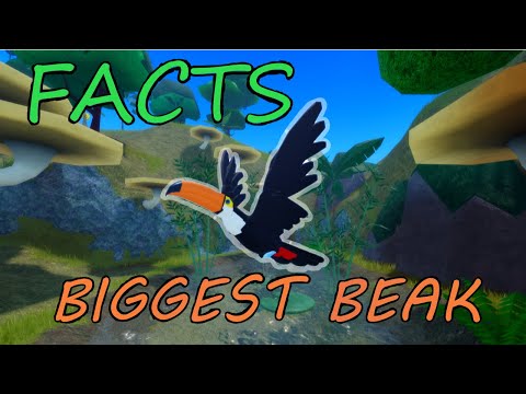 Interesting Facts About Every Bird in Feather Family! 🦚