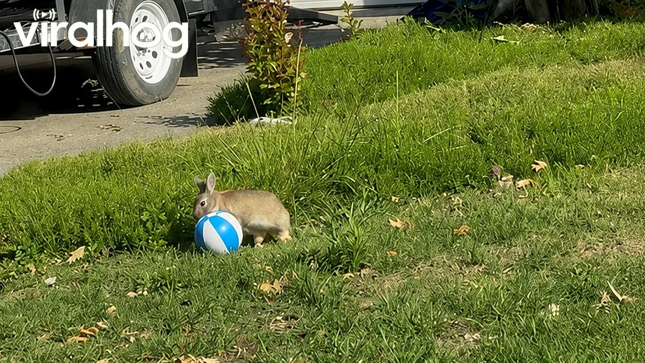 Wild Rabbit Playing Ball || ViralHog