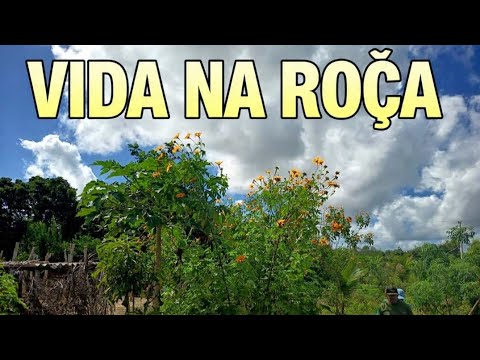 Vida na roça/Distrito de Pedro Canário - E.Santo Brasil 🇧🇷 