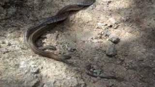 preview picture of video 'Serpientes enamoradas; Culebra viperina apareándose; Snakes mating in El Escorial'