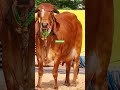 1st Lactation 4 Teeth Female Calf Top Breed Gir Aravali Dairy Farm 9414745465