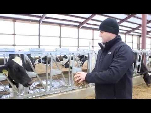 COWCAST-Cow Nutrition with Todd