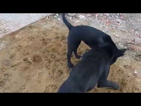 My lovely dog name black and name bibi