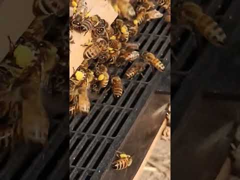 , title : 'bee pollen natural protein super food Honey Bees collect the mustard flowers #beefarming #honeybee'