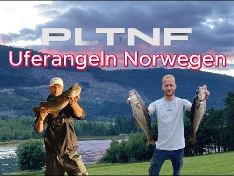 🎣Kampfstarke Fische vom Ufer! Uferangeln in Norwegen + Schmerzhafter Zwischenfall⚠️